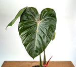 Philodendron Pink Glory (Lynamii x Gloriosum) - Exact Plant Over 2 Feet Tall in 6" Pot (#19A)
