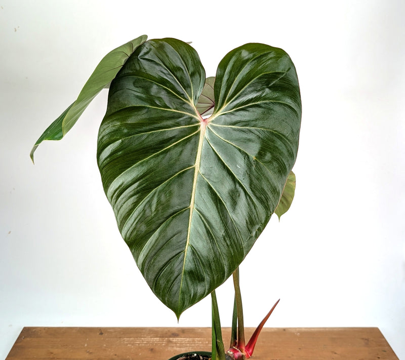 Philodendron Pink Glory (Lynamii x Gloriosum) - Exact Plant Over 2 Feet Tall in 6" Pot (#19A)