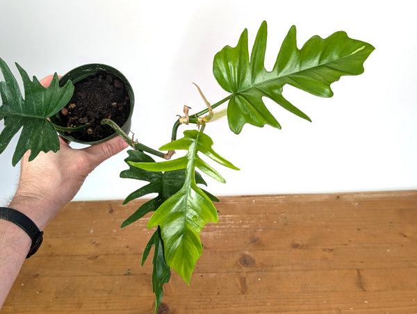 Philodendron Florida Beauty x Tortum (Green) Exact Plant #13A