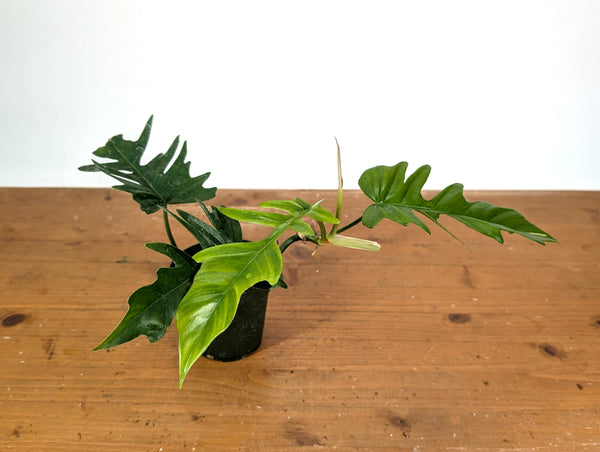 Philodendron Florida Beauty x Tortum (Green) Exact Plant #13A