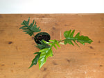 Philodendron Florida Beauty x Tortum (Green) Exact Plant #13A