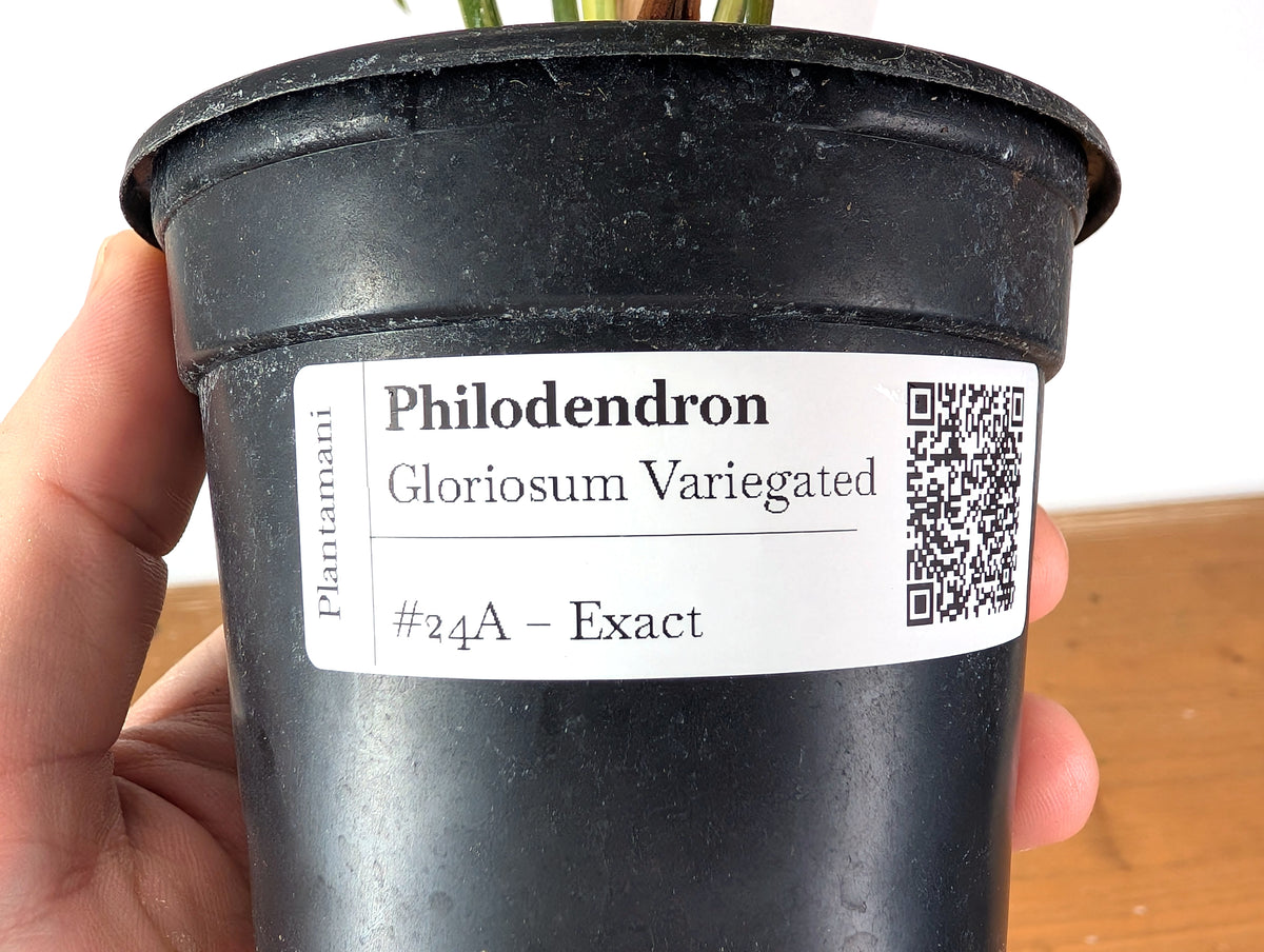 Philodendron Gloriosum Variegated (Type 2) - EXACT Plant #24A