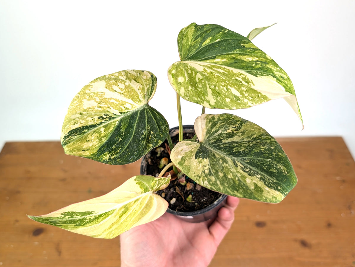 Philodendron Gloriosum Variegated (Type 2) - EXACT Plant #24A