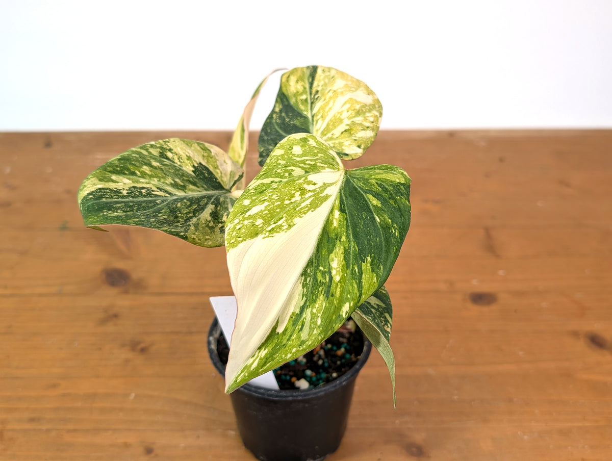 Philodendron Gloriosum Variegated (Type 2) - EXACT Plant #24A