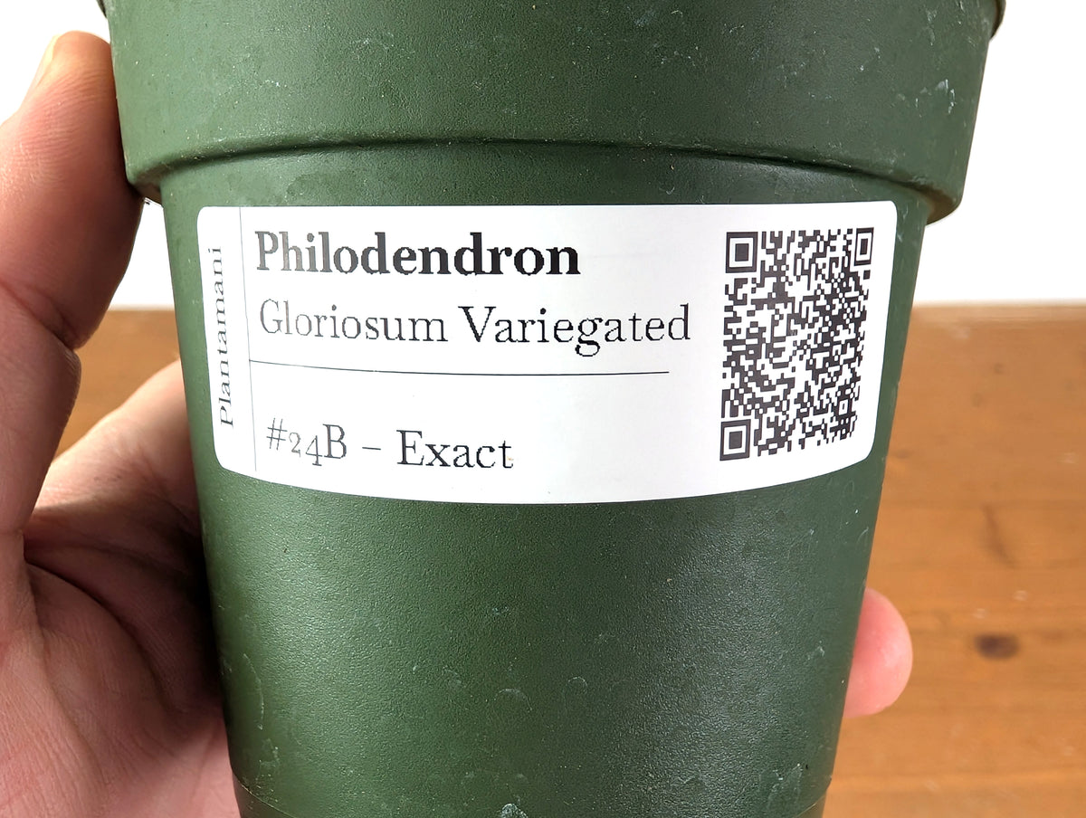 Philodendron Gloriosum Variegated (Type 2) - EXACT Plant #24B