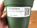 Philodendron Gloriosum Variegated (Type 2) - EXACT Plant #24B