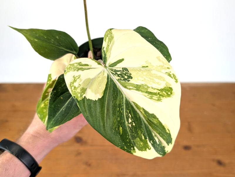 Philodendron Gloriosum Variegated (Type 2) - EXACT Plant #24B