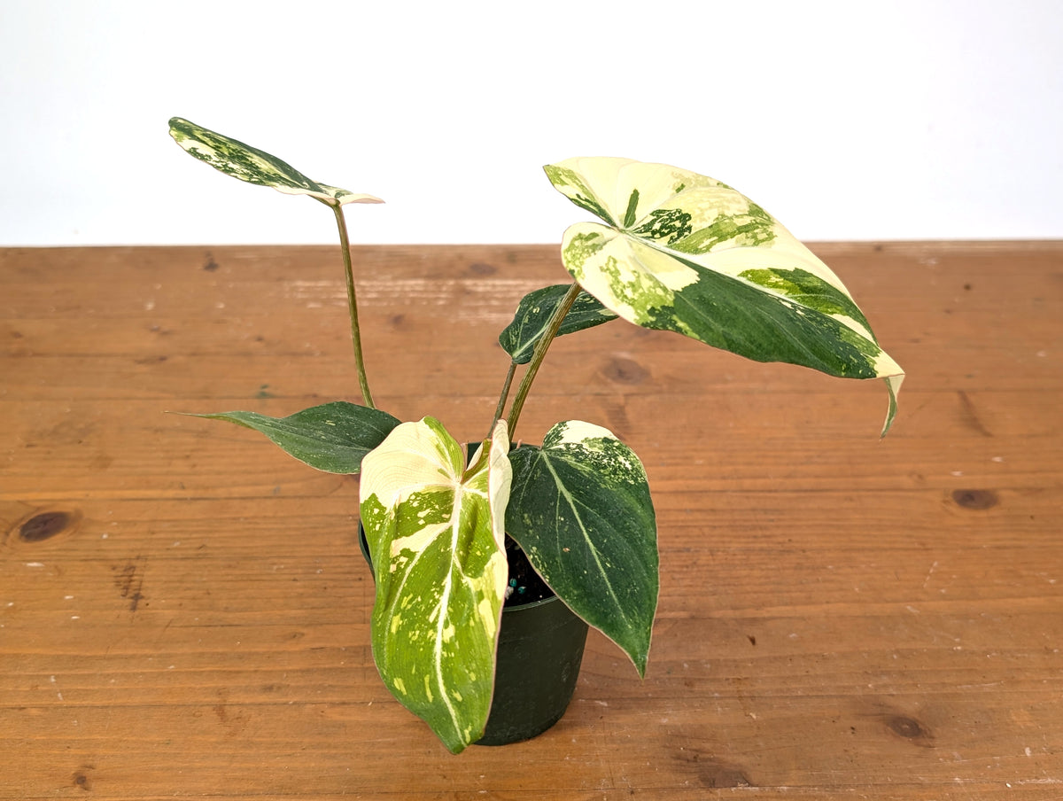 Philodendron Gloriosum Variegated (Type 2) - EXACT Plant #24B