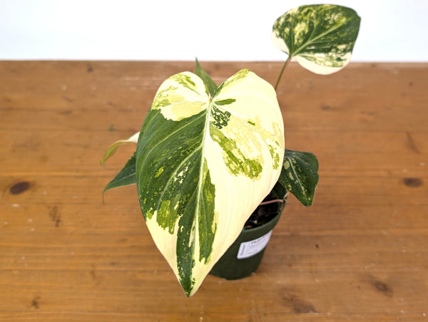 Philodendron Gloriosum Variegated (Type 2) - EXACT Plant #24B