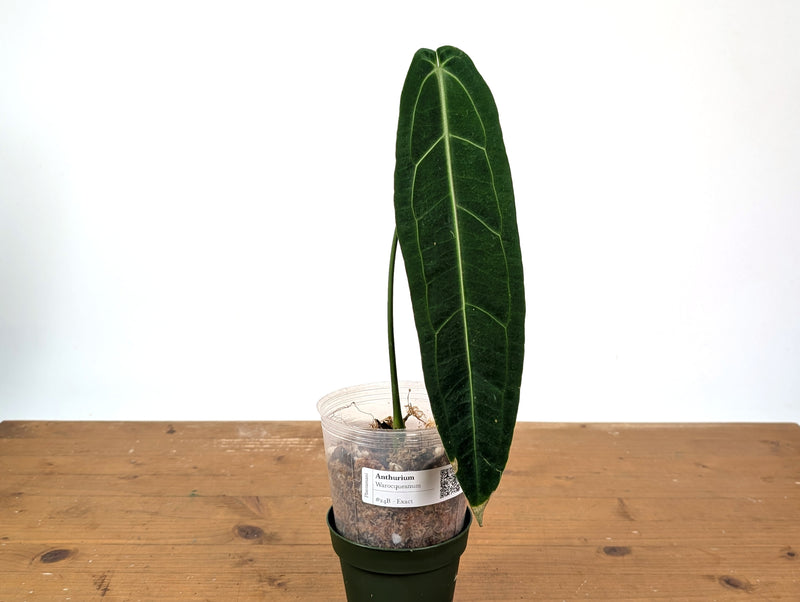 Anthurium Warocqueanum 'Queen' - Exact Plant 4" Pot (#24B) - Approx 12" Leaf
