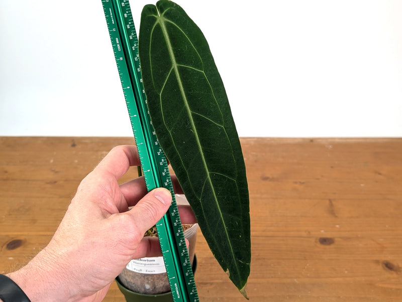 Anthurium Warocqueanum 'Queen' - Exact Plant 4" Pot (#24B) - Approx 12" Leaf