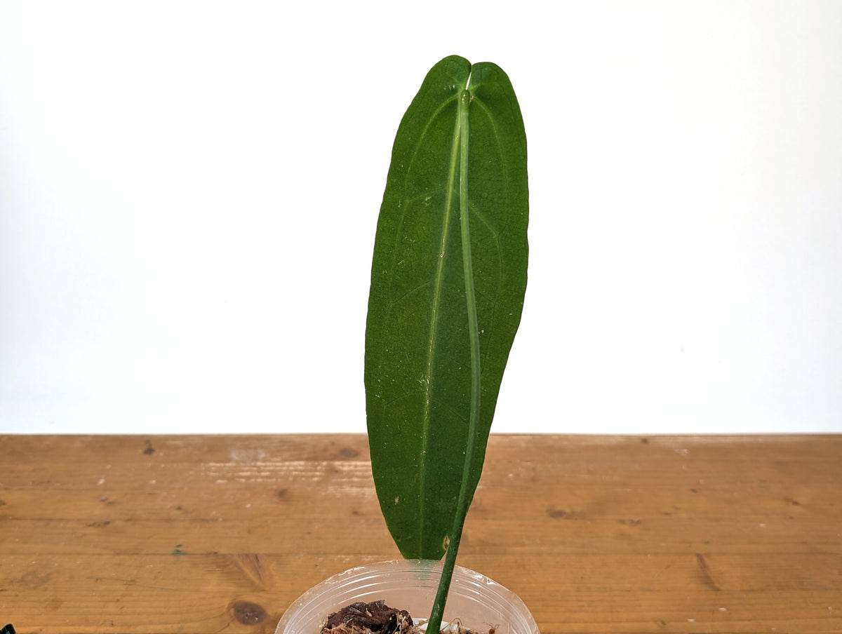 Anthurium Warocqueanum 'Queen' - Exact Plant 4" Pot (#24B) - Approx 12" Leaf