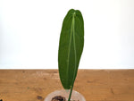 Anthurium Warocqueanum 'Queen' - Exact Plant 4" Pot (#24B) - Approx 12" Leaf