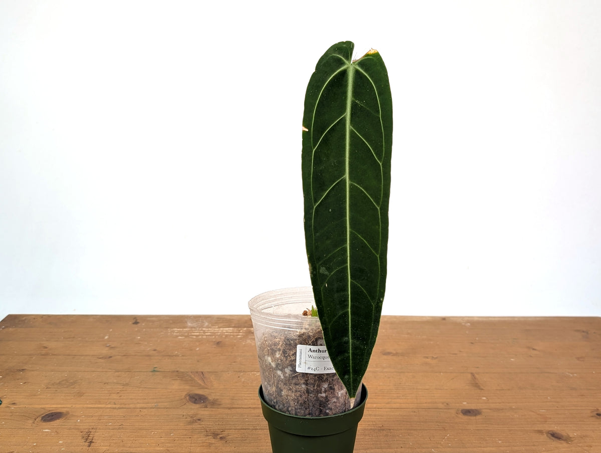 Anthurium Warocqueanum 'Queen' - Exact Plant 4" Pot (#24C) - Approx 12" Leaf