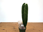 Anthurium Warocqueanum 'Queen' - Exact Plant 4" Pot (#24C) - Approx 12" Leaf