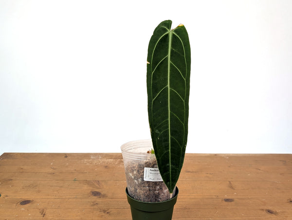 Anthurium Warocqueanum 'Queen' - Exact Plant 4" Pot (#24C) - Approx 12" Leaf
