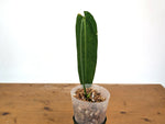 Anthurium Warocqueanum 'Queen' - Exact Plant 4" Pot (#24C) - Approx 12" Leaf