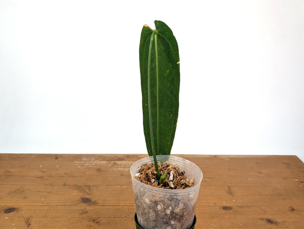 Anthurium Warocqueanum 'Queen' - Exact Plant 4" Pot (#24C) - Approx 12" Leaf