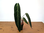 Anthurium Warocqueanum 'Queen' - Exact Dark Narrow Plant 4" Pot (#24D)