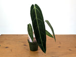 Anthurium Warocqueanum 'Queen' - Exact Dark Narrow Plant 4" Pot (#24D)