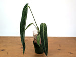 Anthurium Warocqueanum 'Queen' - Exact Dark Narrow Plant 4" Pot (#24D)