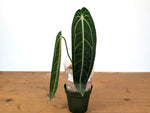 Anthurium Warocqueanum 'Queen' - Exact Plant 4" Pot (#24E)