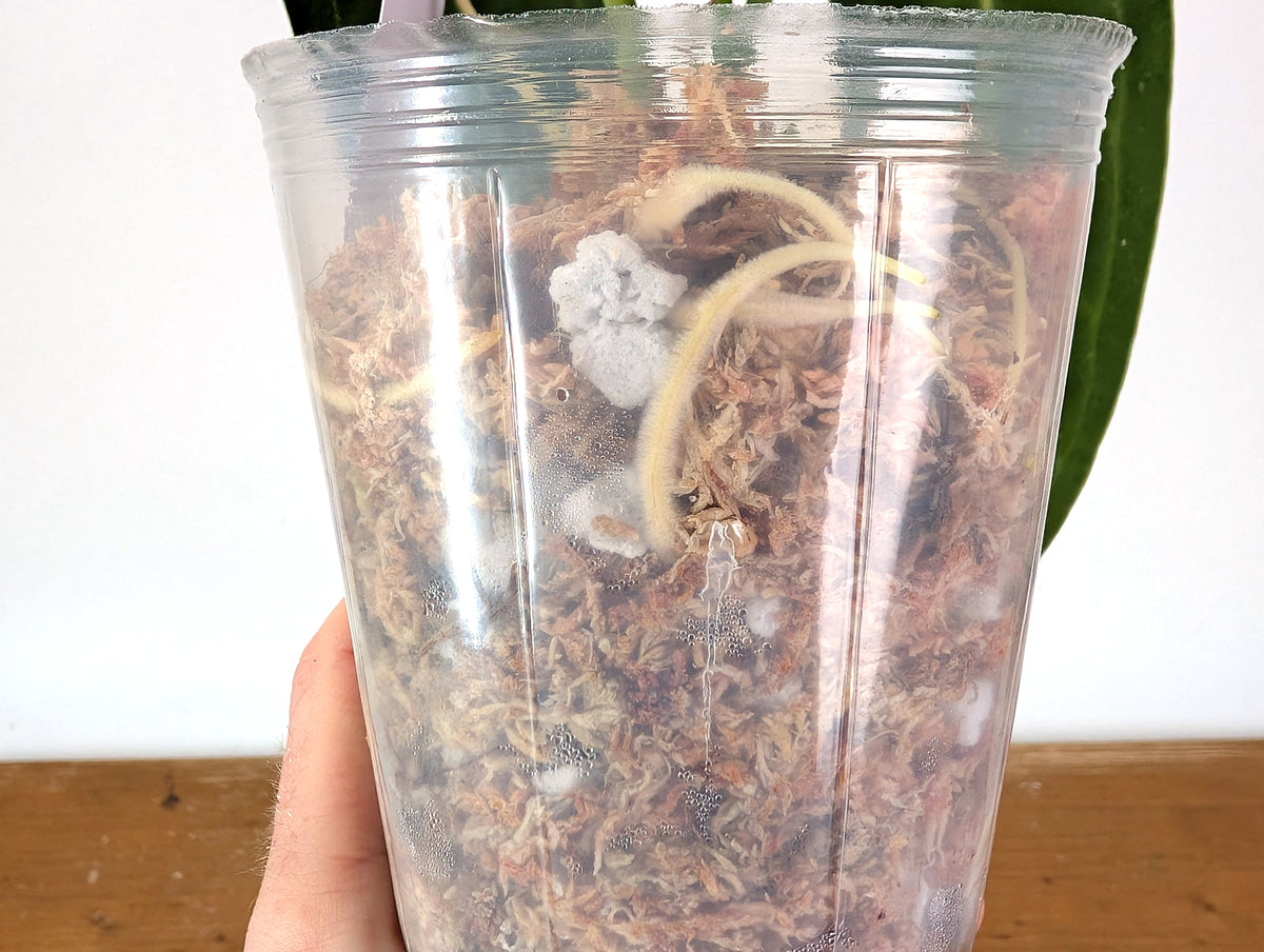 Anthurium Warocqueanum 'Queen' - Exact Plant 4" Pot (#24E)