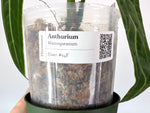 Anthurium Warocqueanum 'Queen' - Exact Plant 4" Pot (#24F)