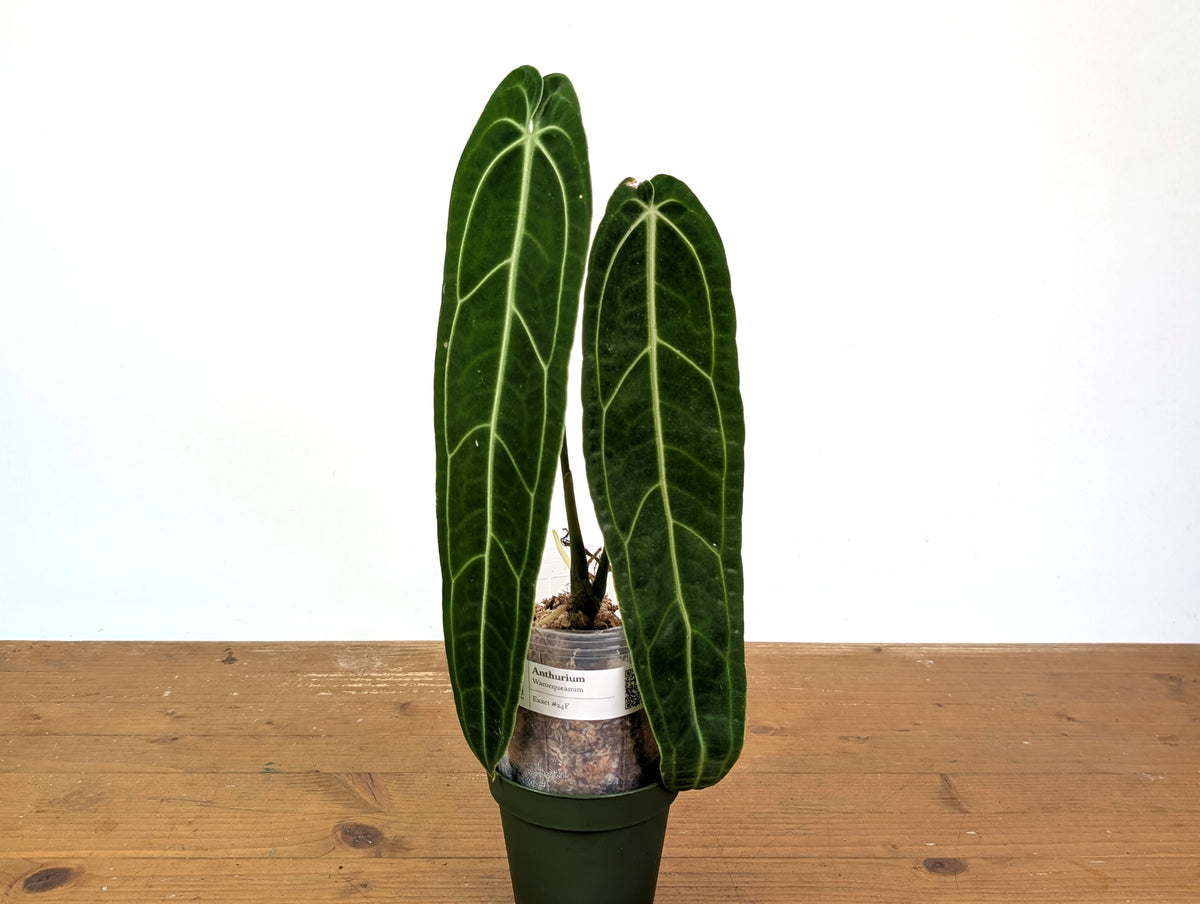 Anthurium Warocqueanum 'Queen' - Exact Plant 4" Pot (#24F)