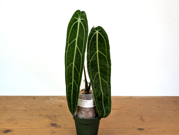 Anthurium Warocqueanum 'Queen' - Exact Plant 4" Pot (#24F)
