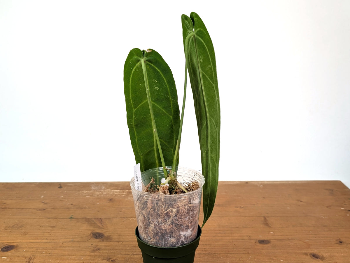Anthurium Warocqueanum 'Queen' - Exact Plant 4" Pot (#24F)