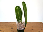 Anthurium Warocqueanum 'Queen' - Exact Plant 4" Pot (#24F)