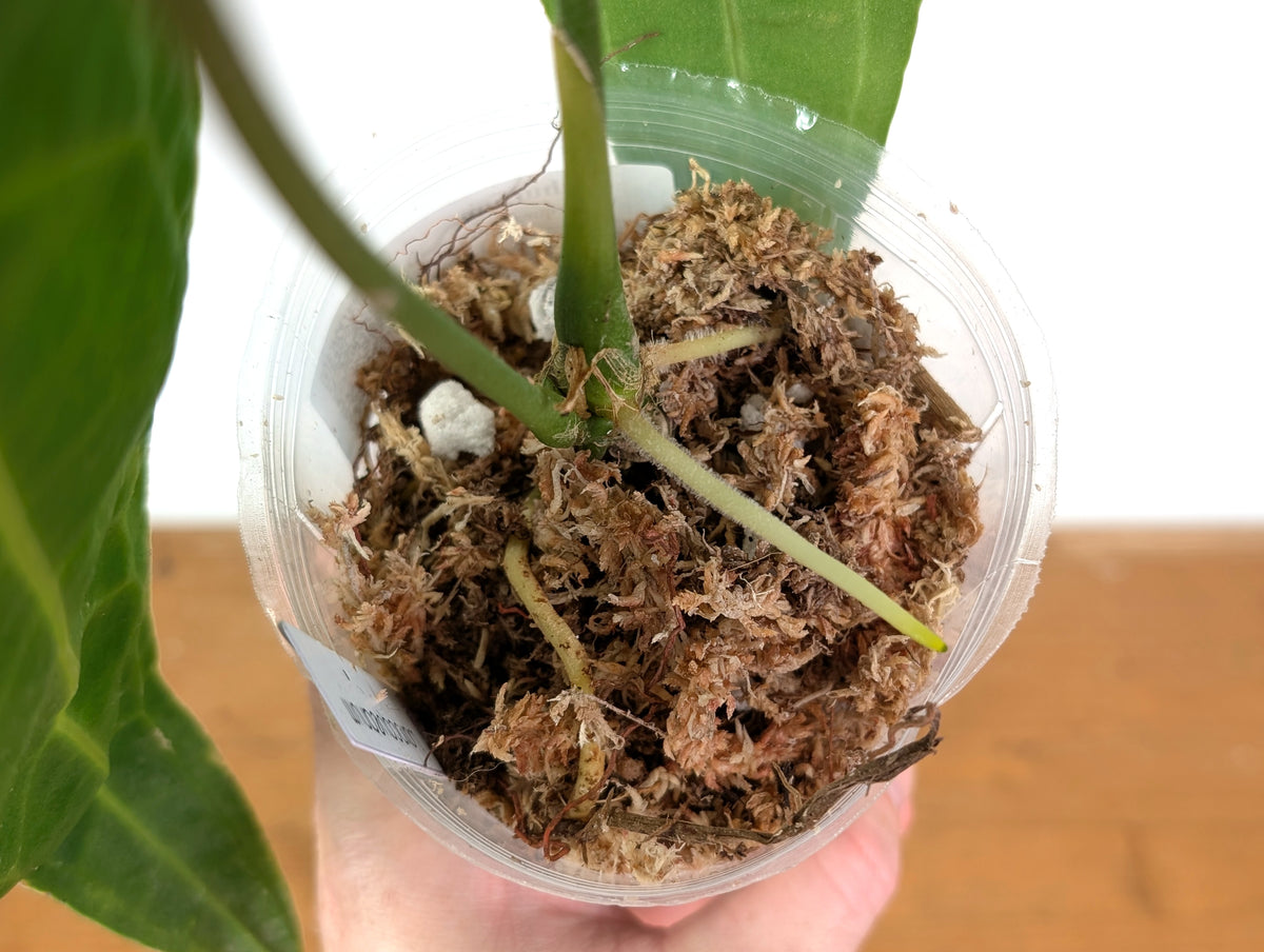 Anthurium Warocqueanum 'Queen' - Exact Plant 4" Pot (#24F)