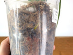 Anthurium Warocqueanum 'Queen' - Exact Plant 4" Pot (#24F)