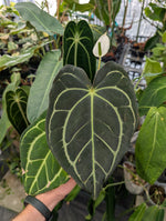 Anthurium Carlablackiae