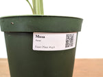Musa Aeae Variegated Banana - Exact Plant 6" Pot - 3ft Tall (#25A)