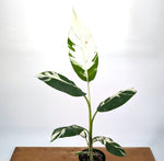 Musa Aeae Variegated Banana - Exact Plant 6" Pot - 3ft Tall (#25A)