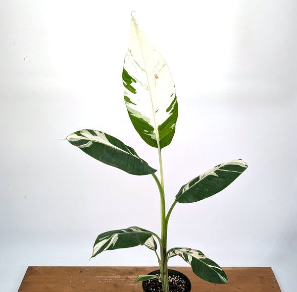 Musa Aeae Variegated Banana - Exact Plant 6" Pot - 3ft Tall (#25A)