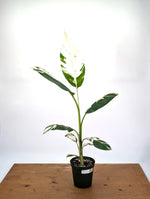 Musa Aeae Variegated Banana - Exact Plant 6" Pot - 3ft Tall (#25A)