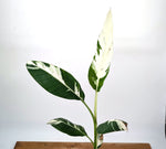 Musa Aeae Variegated Banana - Exact Plant 6" Pot - 3ft Tall (#25A)