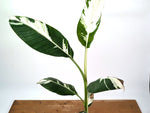 Musa Aeae Variegated Banana - Exact Plant 6" Pot - 3ft Tall (#25A)