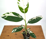 Musa Aeae Variegated Banana - Exact Plant 6" Pot - 3ft Tall (#25A)