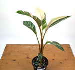 Musa Nono Pink Variegated Banana - Exact Plant #25A - Approx 3ft Tall