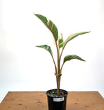 Musa Nono Pink Variegated Banana - Exact Plant #25A - Approx 3ft Tall