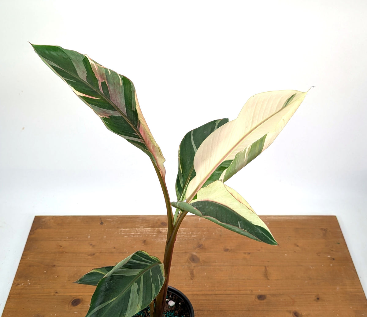 Musa Nono Pink Variegated Banana - Exact Plant #25A - Approx 3ft Tall