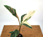 Musa Nono Pink Variegated Banana - Exact Plant #25A - Approx 3ft Tall