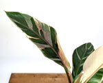 Musa Nono Pink Variegated Banana - Exact Plant #25A - Approx 3ft Tall