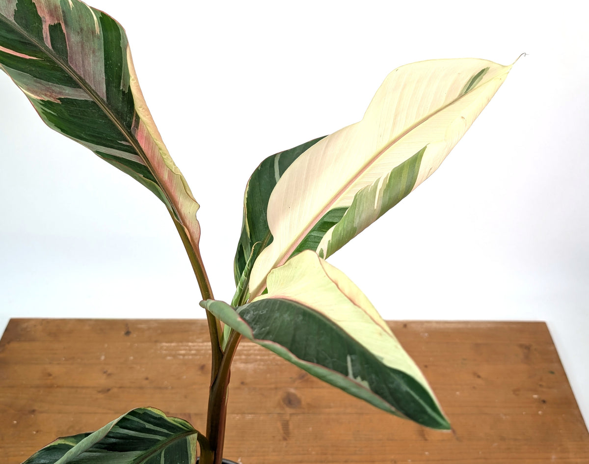Musa Nono Pink Variegated Banana - Exact Plant #25A - Approx 3ft Tall