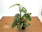 Monstera Adansonii Tricolor Aurea Variegated - Exact Plant #22E