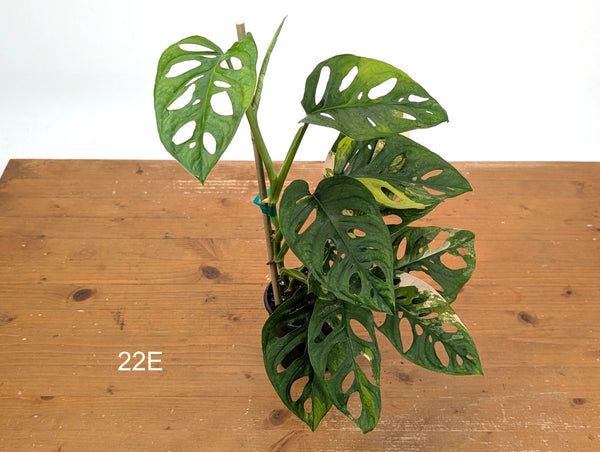 Monstera Adansonii Tricolor Aurea Variegated - Exact Plant #22E